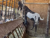 Ziege, Kamori goats — Foto 3