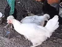 كوسوفو لونغ كروير — الصورة 3
