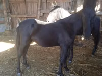 Horse (M), Nonius horse — photo 2