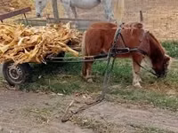 घोड़ा, Shetland Pony — फ़ोटो 8