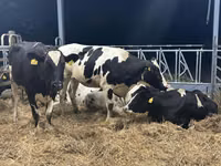 Kuh, Holstein-Rasse — Foto 3