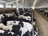 بقرة, Yaroslavl cattle — الصورة 3