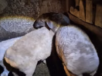 Schaf, Adal sheep — Foto 1