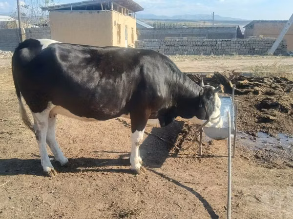 Kuh, Simmental cattle