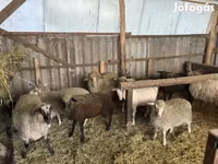 Ram, Merino sheep — photo 5