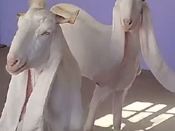 Ziege, Gulabi goats