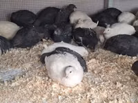 Quails — फ़ोटो 3