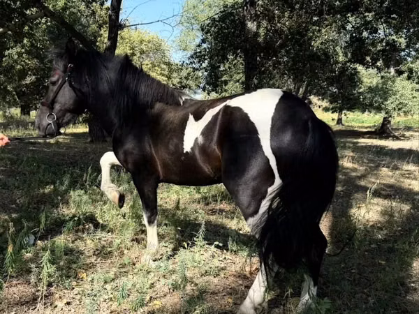 خيول (دفعة، الجنس غير محدد), American shetland pony