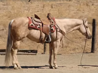 Mare, Quarter Horse — photo 4
