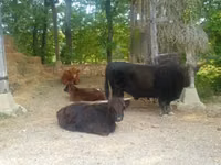 Toro, Highland — foto 8
