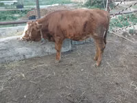 गाय, Simmental cattle — फ़ोटो 5