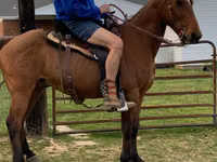 Horse (M), Tennessee Walking Horse — photo 2