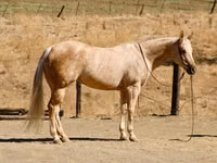 Mare, Quarter Horse — photo 6