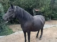 Mare, Hucul pony — photo 7
