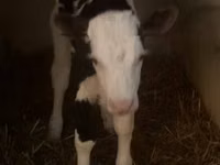 Toro, Raza gris húngara — foto 3