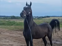 Horse (M), Akhal-Teke — photo 2