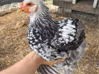Brahma — foto 2