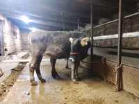 Toro, Swiss cattle — foto 4
