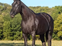 Yegua, Quarter Horse — foto 3