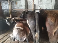 Carnero, Tian-Shan semifinewool sheep — foto 6