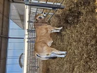 Toro, Partenaise cattle — foto 7