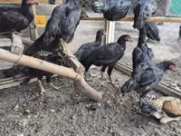 Chickens — الصورة 2