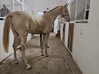 حصان, Akhal-Teke — الصورة 2