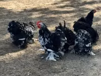 Bantam Pekín — foto 1