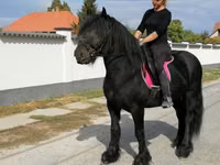 घोड़ा, Fell pony — फ़ोटो 7