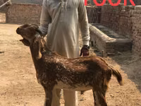 ماعز (دفعة، الجنس غير محدد), Najdi goat — الصورة 3