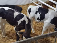 Toro, Raza Holstein — foto 2