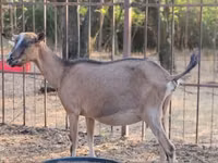 Ziege, Alpine goat — Foto 1