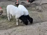 Carnero, Dorper sheep — foto 2