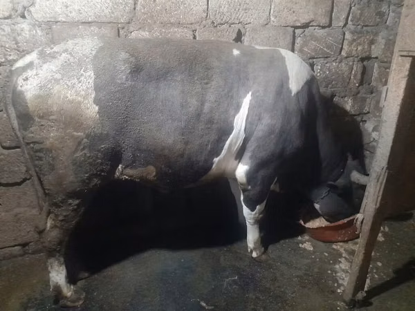 Bull, Red-spotted breed