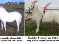 حصان, Miniature horse — الصورة 3