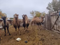 Camels (batch, sex not specified), Nar-Maya camel — photo 2