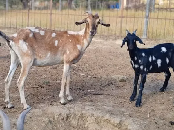 Ziege, Nubian Goat