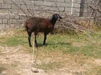 أغنام (دفعة، الجنس غير محدد), Jaidara sheep — الصورة 1