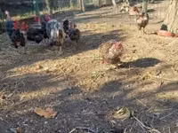 gallina danesa — foto 5