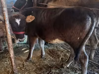 गाय, Russian Black pied cattle — फ़ोटो 2
