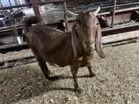 Ziege, Kamori goats — Foto 7