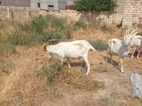 Ziege, Saanen goat — Foto 7