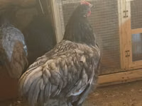 Chickens — photo 5