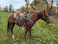 Caballo, Quarter Horse — foto 4