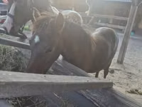 Horse (M), Welsh Cob — photo 6