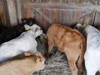 Rinder (Partie, Geschlecht nicht angegeben), Rinder — Foto 1