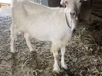 Ziege, Dutch Landrace goats — Foto 4