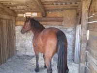 घोड़ी, Međimurje horse — फ़ोटो 5