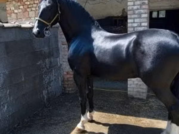 Hengst, Dutch warmblood horse