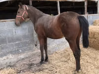 فرس, Thoroughbred horse — الصورة 6
